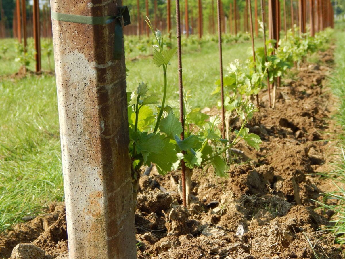 Irigare prin pământ 3