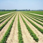 Саженцы и черенки плодовых