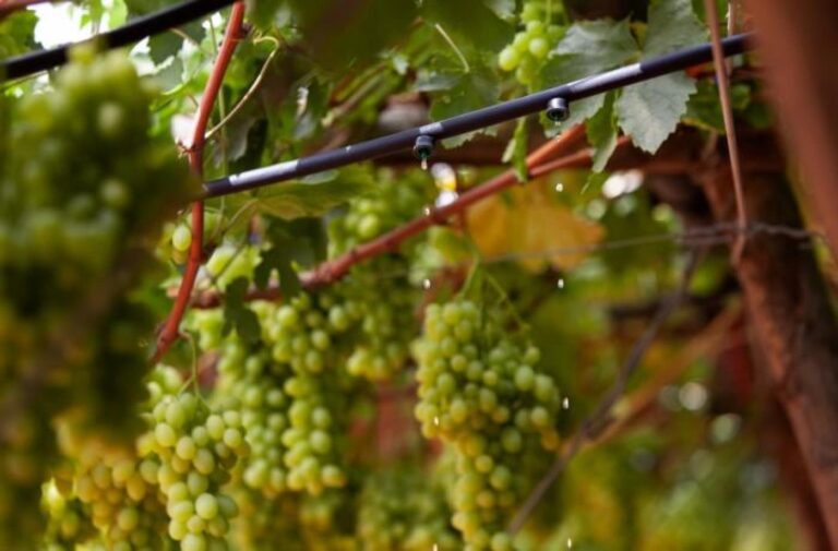 Irigare prin picurare supraterană 3 (1)