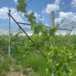 Промежуточный рычаг Пергола