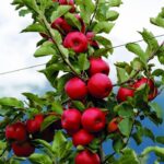 Сортимент Bonita