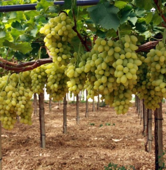 Irigare prin picurare supraterană 4